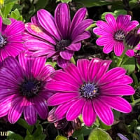 「さがみの仲良し小道」では「オステオスペルマム」が赤紫花を披露！！