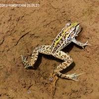 トノサマガエル