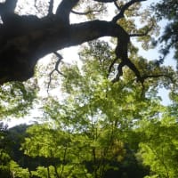 新芽から新緑へ