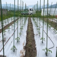 中玉トマトに支柱を立てる