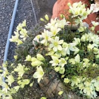 小次郎と春の草花－クレマチス・ペトリエイ－