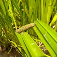 菖蒲園に行ってショウブの花を見る