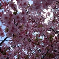 新川の河津桜