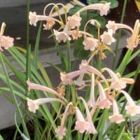 イシダテホタルブクロが咲きました