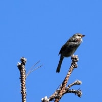 05/23探鳥記録写真：はまゆう公園の鳥たち（獲物を抱えたミサゴ、ウグイス、ホオジロ、カワラヒワ、）