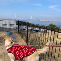 徳島旅行⑥家路へ