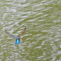 於大公園 ： 野鳥 ・ 翡翠 ・ カワセミ・・・フリー素材ブログ　カワセミ