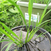 【隠居の家庭菜園　隠居米　06/28】