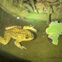 ミニチュア:睡蓮鉢とカエル miniature: biotope bowl& a frog