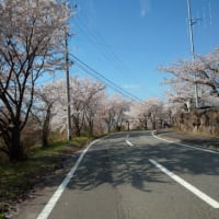 2024/04/17今年の桜