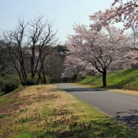 今年のさくら市ゆうゆうパークの桜