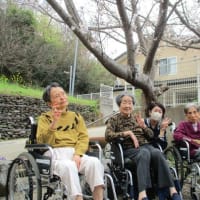 桜が咲きました