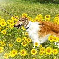 ヒマワリに囲まれて