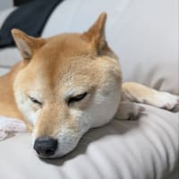 藤井フミヤFUTATABI