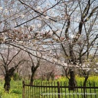 2024京都・平野神社の桜