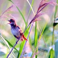 06/16探鳥記録写真：某池の鳥たち（オオヨシキリ、）
