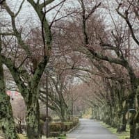 桜が咲きましたよ。