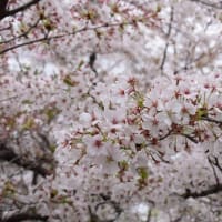 平野神社　桜苑の桜