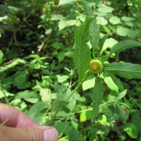 ガンクビソウのお仲間はどれだけあるのか