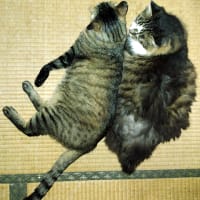 仲良し。