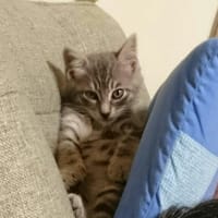 ワタシは