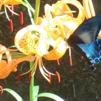 アシナガバチとコスズメバチ