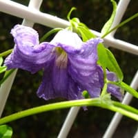 庭の花