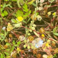 にこパパの思い出貯金「あっ！！きれい」ときめく瞬間を残してみよう。草花編
