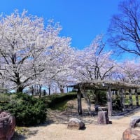 桜の古城公園