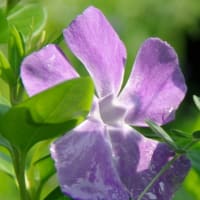 紫つる草