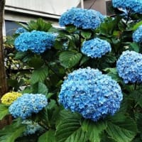 芒種。6月5日。「のぎへん」の漢字文化。蛍。梅の実。アジサイ。そして、まもなく梅雨入り。