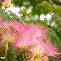 「相模原麻溝公園」では「ネムノキ」が綿毛の様な花を咲かせ始めた！！