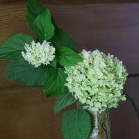 白い紫陽花