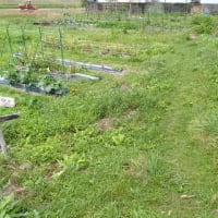 ひたすら草取り　4日