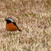 03/17探鳥記録写真-2:はまゆう公園の鳥たち（ジョウビタキ♂、シロハラ、ホオジロ、カワラヒワ、）