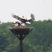 渡良瀬遊水地でコウノトリのヒカル君とヒナ3羽を見てきました（2025年5月14日）
