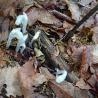 （最終章）赤城自然園　テンナンショウ族