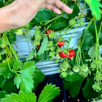 開園初日🍓