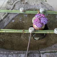 梅雨時期の楽しみ♪