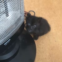 ねこ