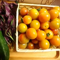 夏の頂き物のキュウリ等　(25-0623)