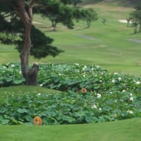 コース内の蓮の花