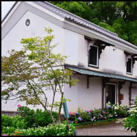 「能護寺」の アジサイ