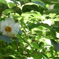 岩船寺の紫陽花