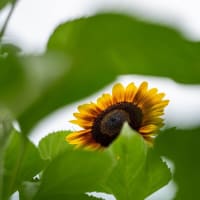 小暑の候【日比谷花壇大船フラワーセンター】ハスガイドツアーも行われています