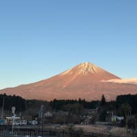 紅富士 