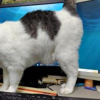 今日もニアピン(;´･ω･)