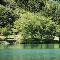 ★中綱湖畔の新緑と美しい朝景（大町市）2024