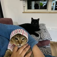 猫服事情