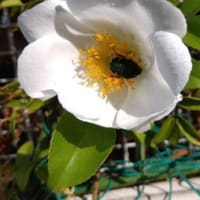 5月はナニワイバラとともに